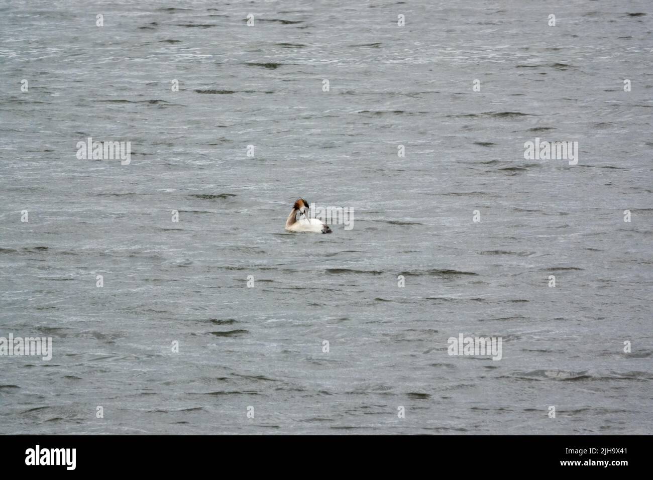 a Great Crested Grebe (Podiceps cristatus) preening between fishing dives Stock Photo