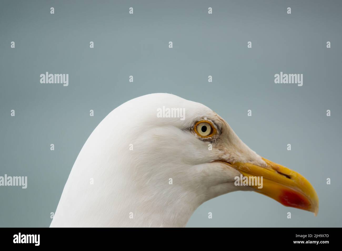 detailed close up portrait of a European Herring Gull (Larus argentatus) Stock Photo