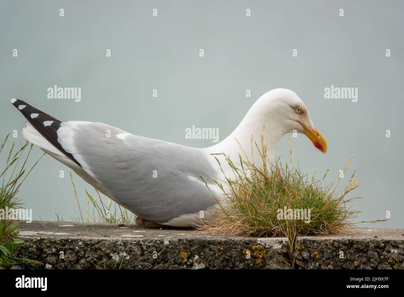 detailed close up side profile of a European Herring Gull (Larus argentatus) Stock Photo