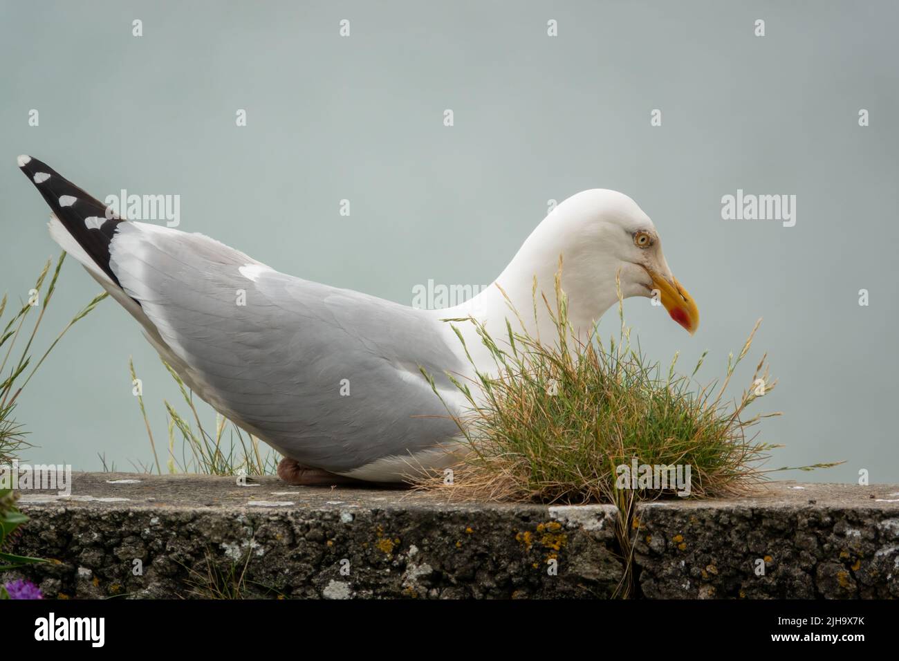 detailed close up side profile of a European Herring Gull (Larus argentatus) Stock Photo