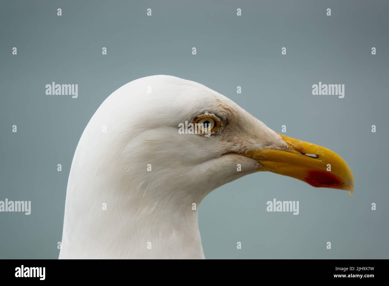 detailed close up portrait of a European Herring Gull (Larus argentatus) Stock Photo