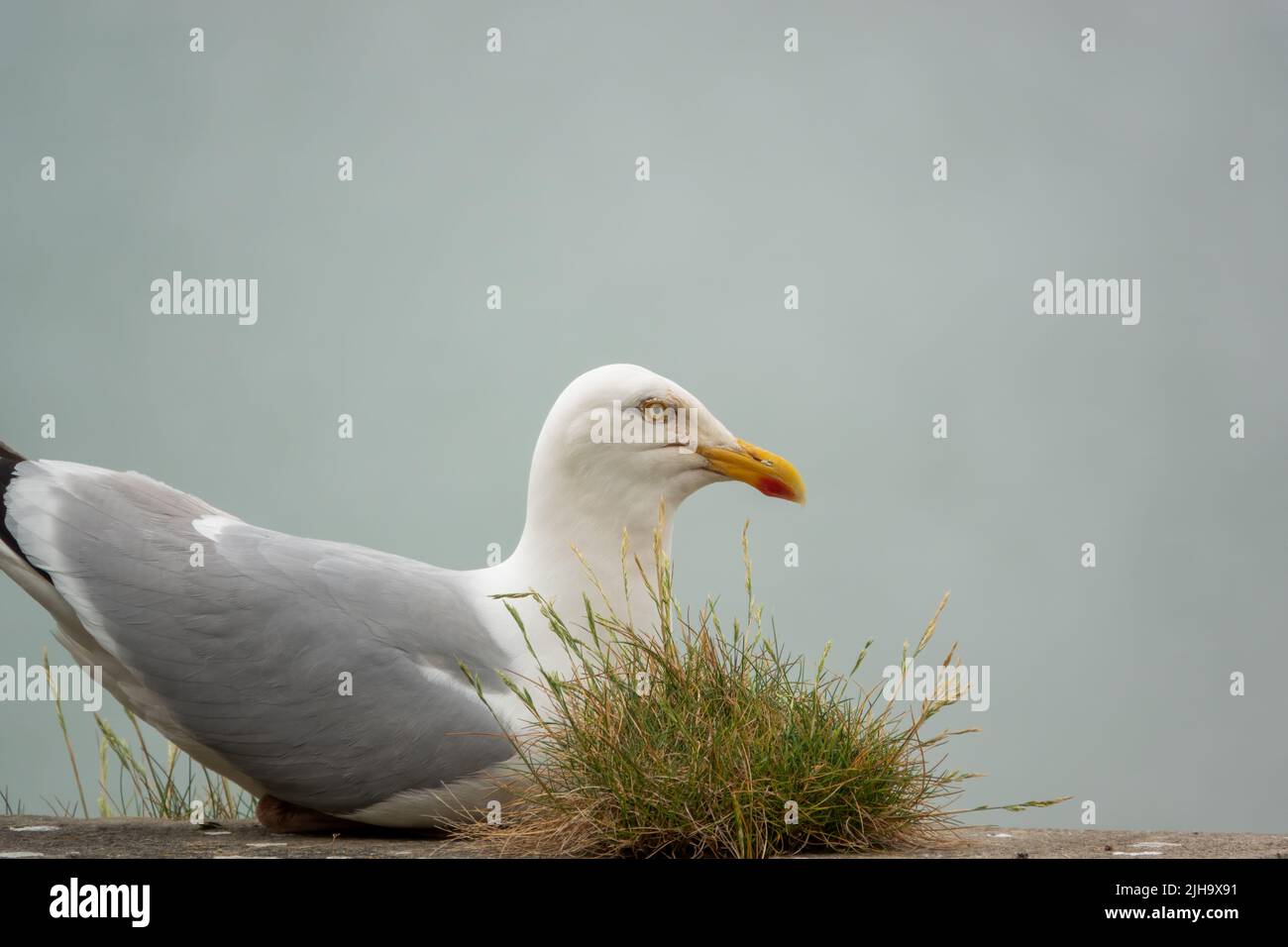 detailed close up side profile of a European Herring Gull (Larus argentatus) Stock Photo