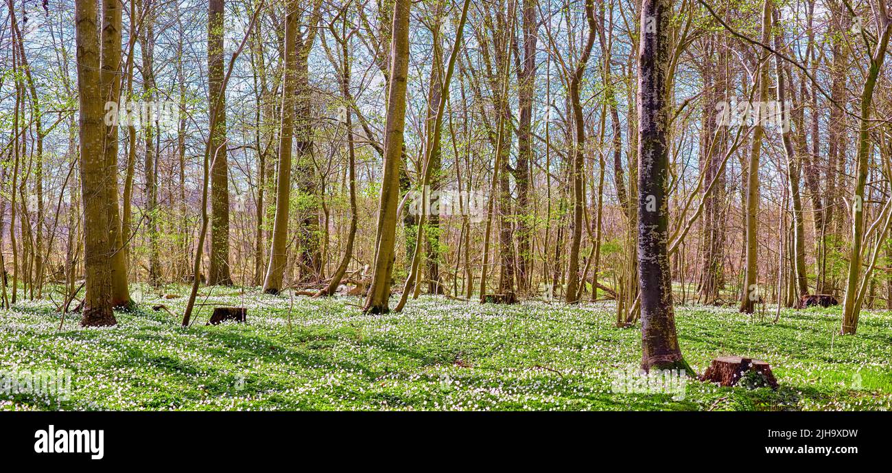 Nature landscape or environmental conservation of field with white anemone flowers blossoming in peaceful, magical forest. View of small ranunculaceae Stock Photo