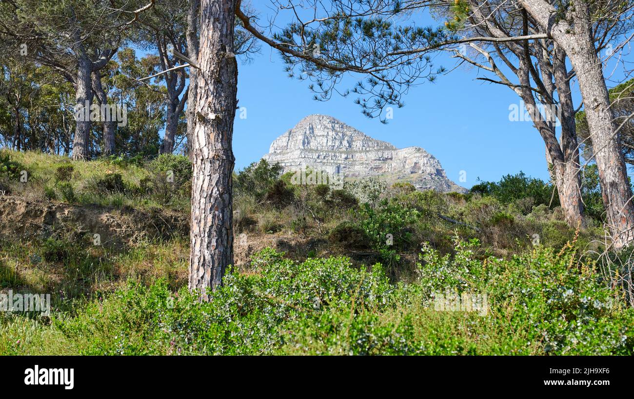 Lush green pine trees and shrubs growing in a wild, remote forest near Lions Head mountain in Cape Town, South Africa. Flora and plants in a peaceful Stock Photo