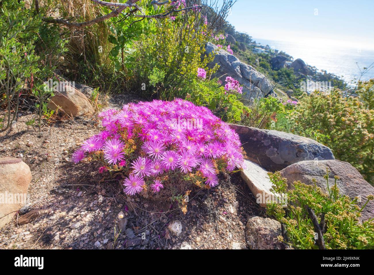 Pink aster fynbos flowers growing on rocks on Table Mountain, Cape Town, South Africa. Lush green bushes and shrubs with flora and plants in peaceful Stock Photo