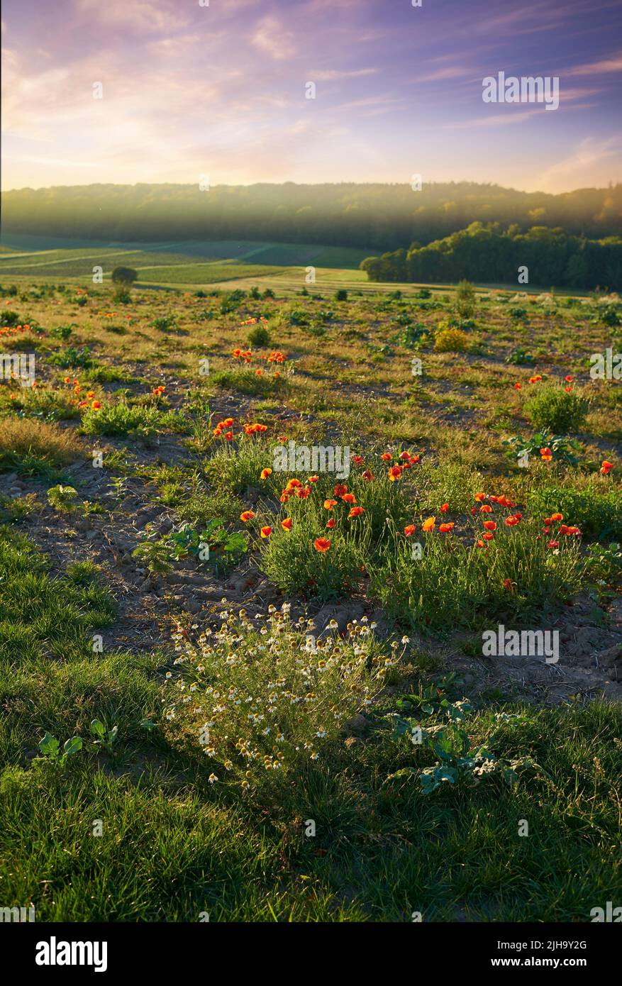 Morning fog or mist in serene or peaceful countryside with blooming flowers on shrubs. Red poppies and white daisies blossoming or flowering on green Stock Photo