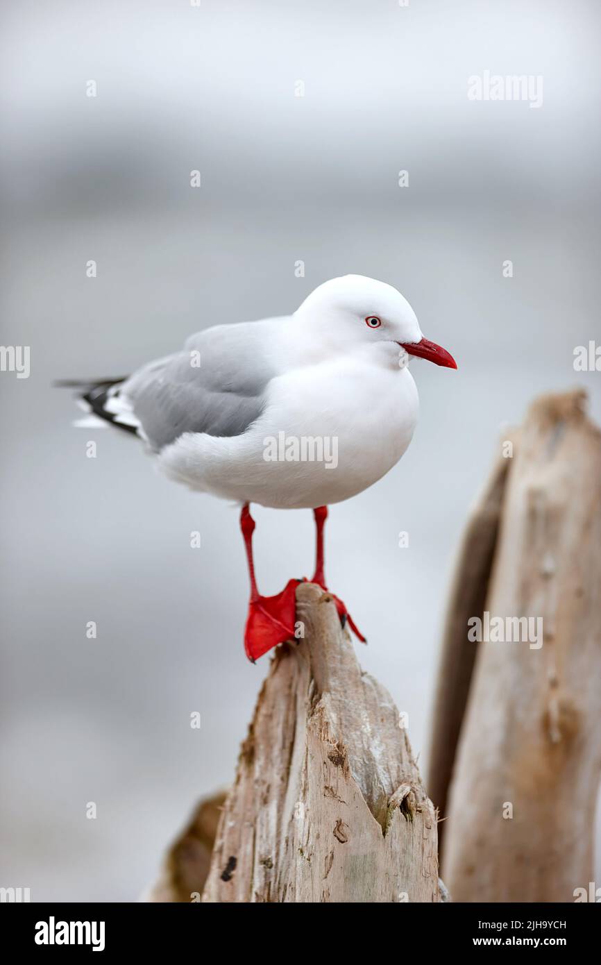 A cute seagull standing outdoors at the beach in its habitat or environment on a summer day. One adorable bright white and grey bird in nature at the Stock Photo