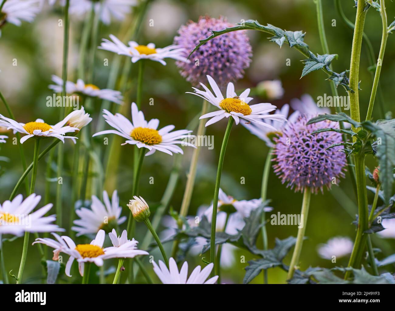 Closeup of white daisies and purple globe thistles growing in remote field, meadow or home backyard garden. Marguerite daisy flowers or argyranthemum Stock Photo