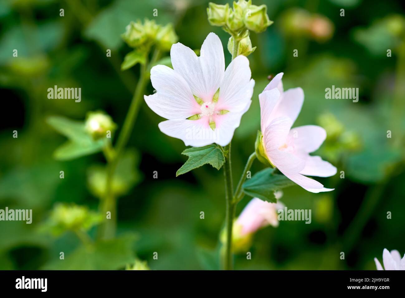 White angel or wrightia antidysenterica flowers growing in a green backyard or garden against a nature background. Beautiful flowering plants Stock Photo