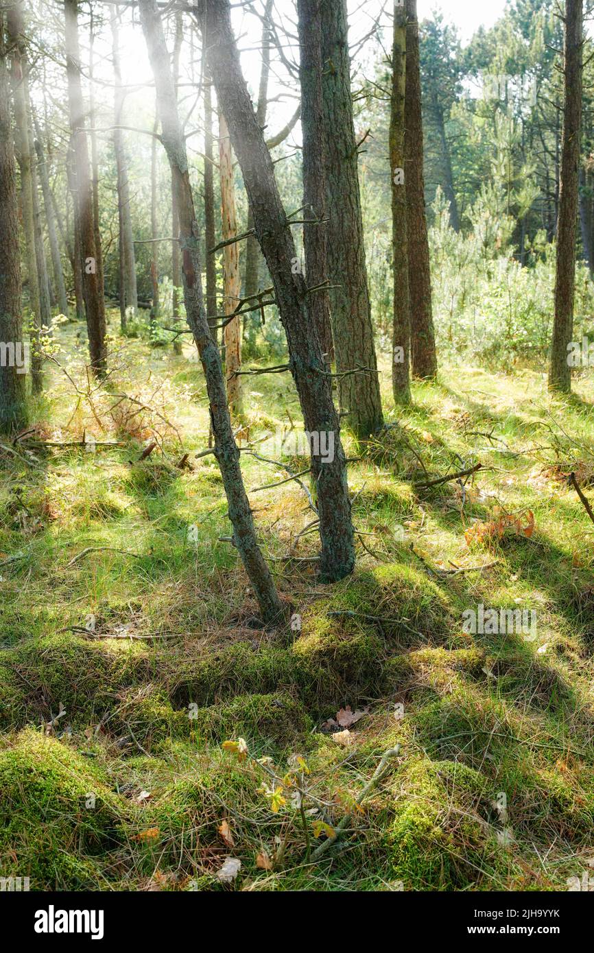 Tall trees in a forest hi-res stock photography and images - Alamy