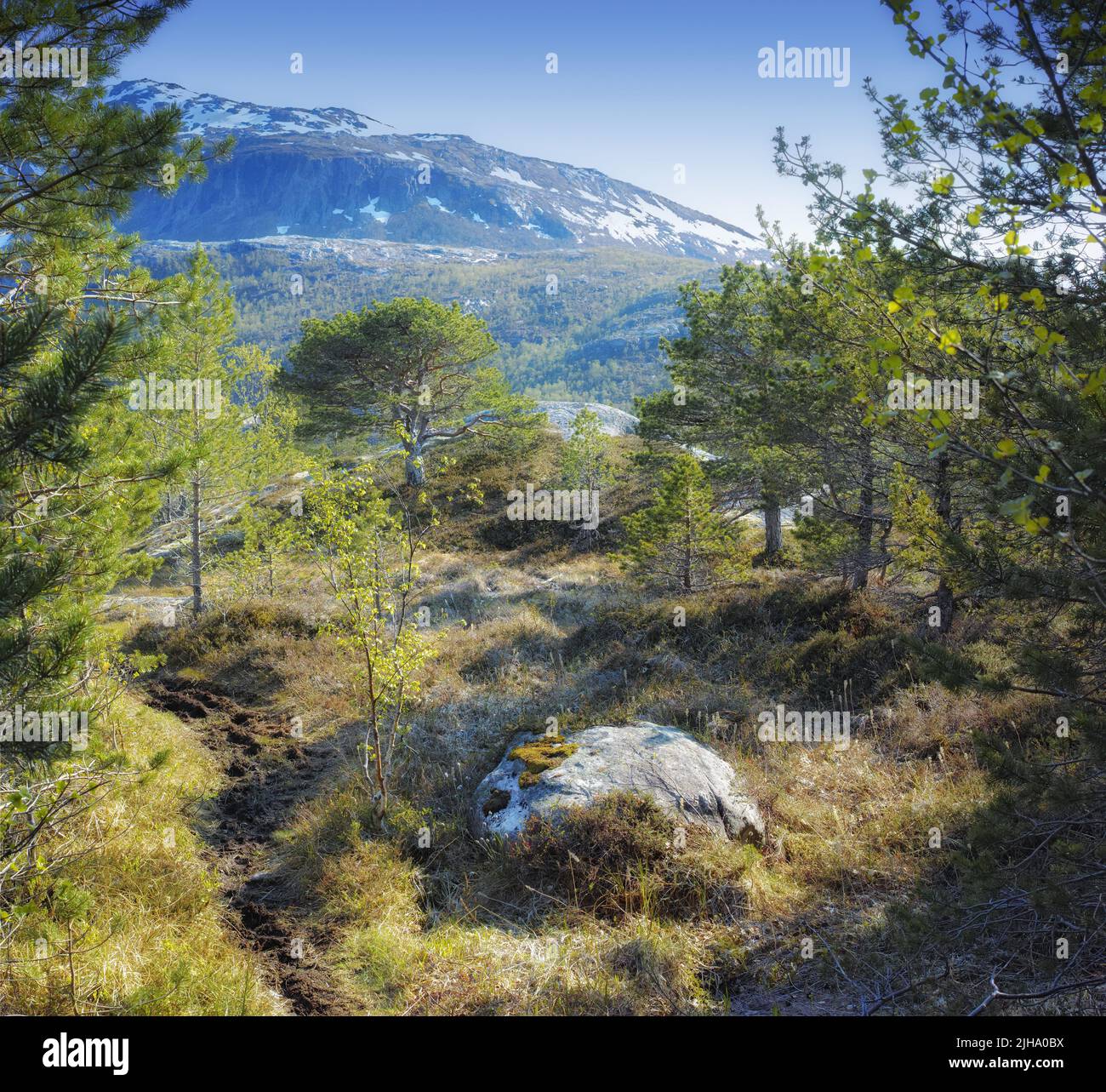 Landscape view of pine tree forest with mountain snow, blue sky and ...