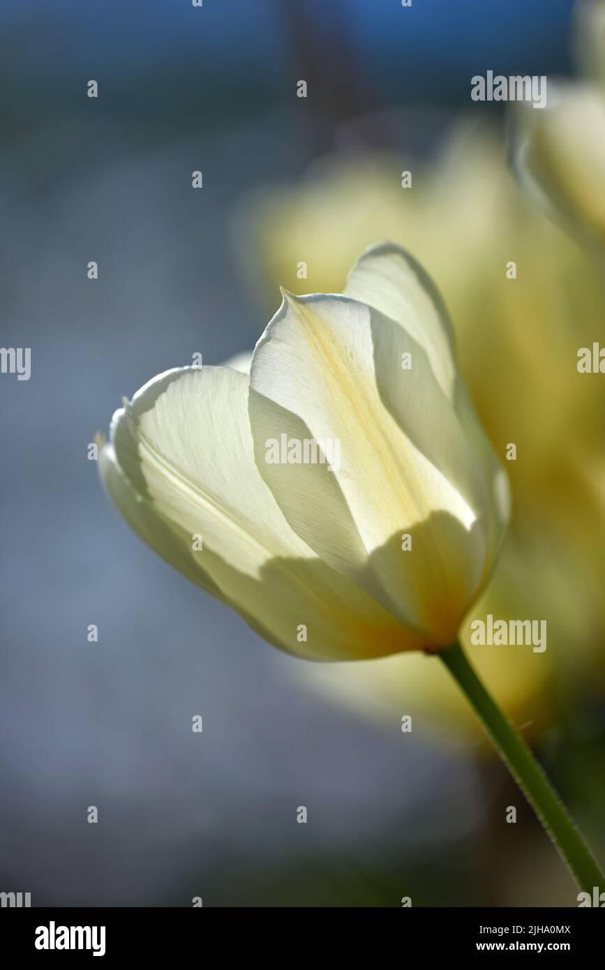 Closeup of white Tulips against a soft sunset light on a summers day with copyspace. Zoom in on seasonal flowers growing in a field or garden. Details Stock Photo