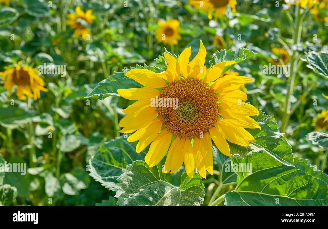 Common yellow sunflowers growing in a field or botanical garden on a