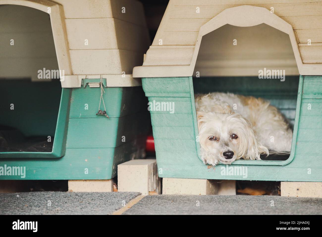 Chinese crested powder puff hires stock photography and images Alamy