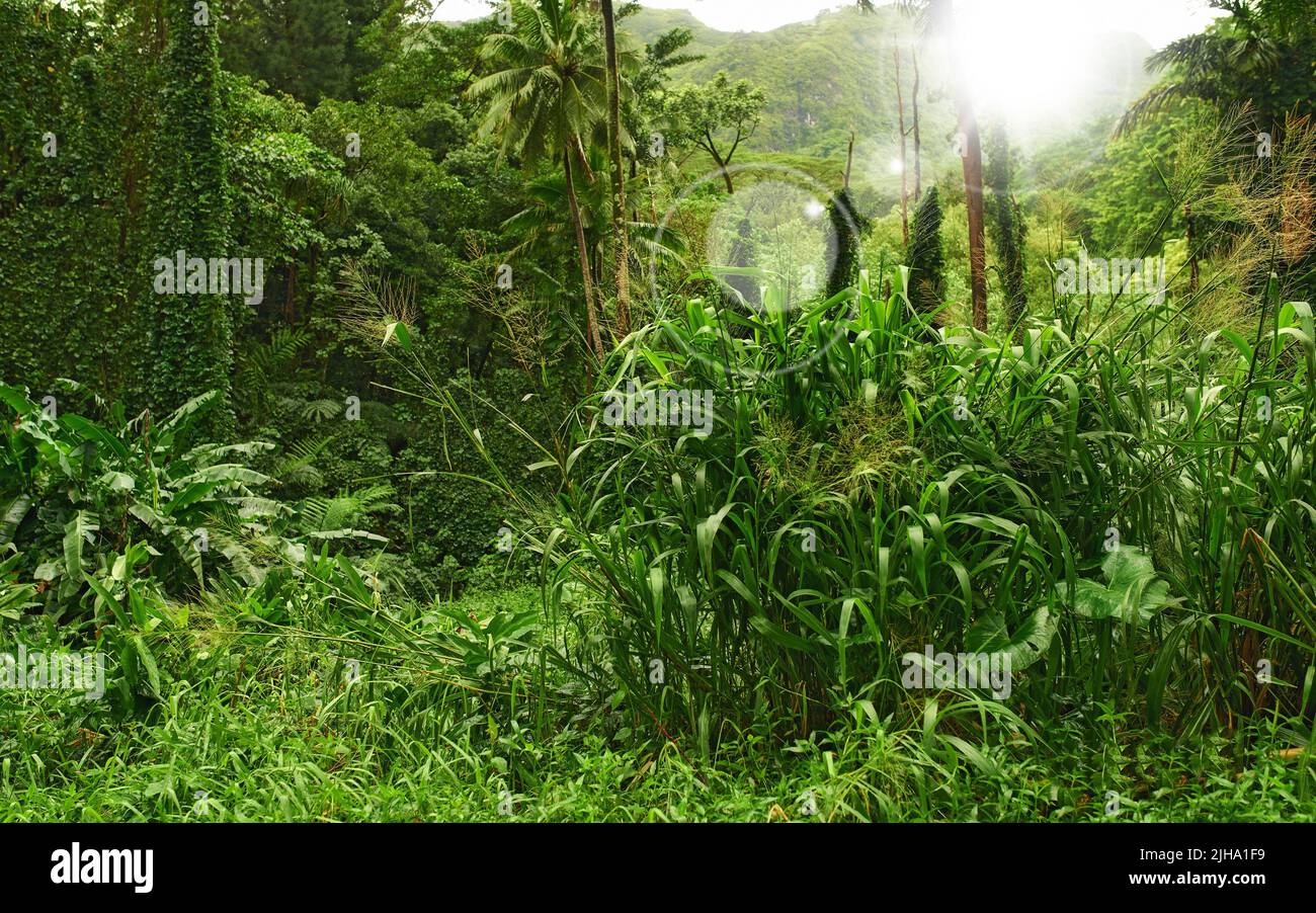 Textures of the jungle hi-res stock photography and images - Alamy