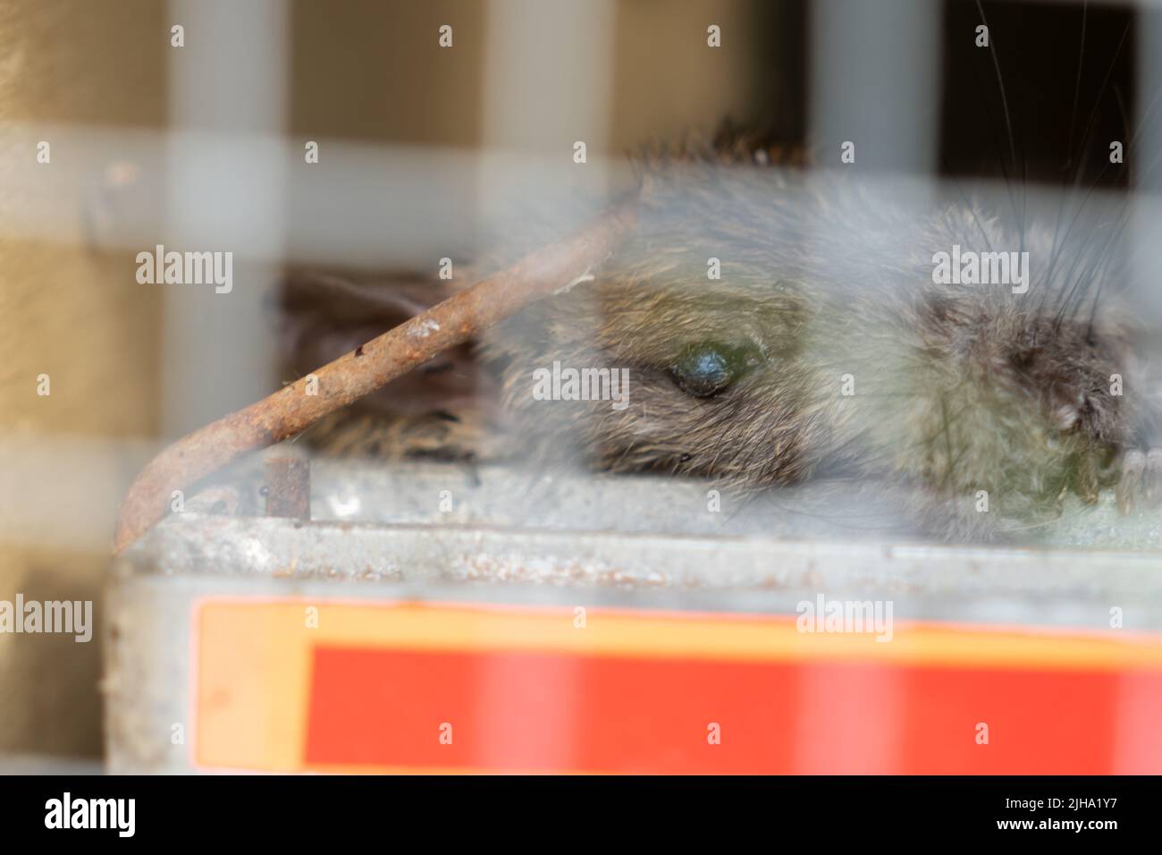 Caught and killed, pest through mesh in trap Stock Photo