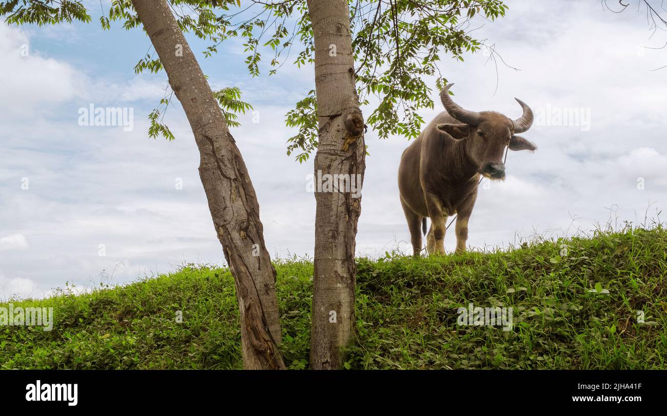 Carabao is a domestic swamp-type water buffalo native to the Philippines. They have acquired great cultural significance to the Chamorro people and ar Stock Photo