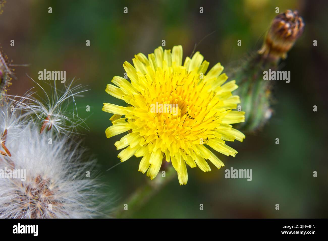 Taraxacum officinale known as Common dandelion is the familiar weed of lawns and roadsides. Stock Photo
