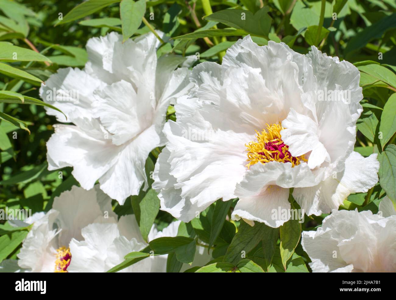 Peony flower with white petals on a blurred background in horizontal ...
