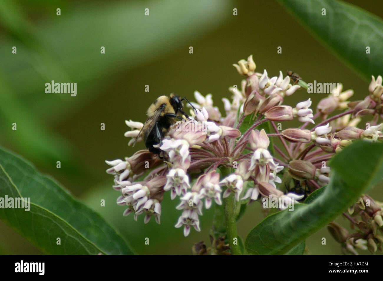 A closeup of four-coloured cuckoo bee perched on common milkweed Stock Photo
