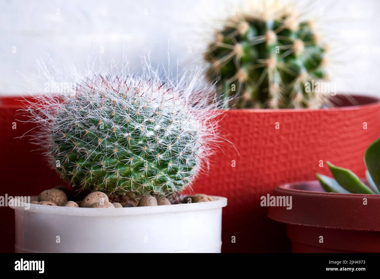 Small round cactus in a pot closeup. Cultivation of cacti at home