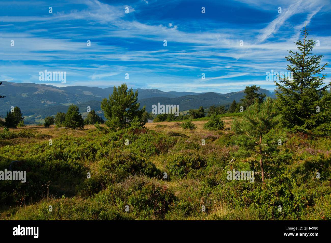 summer in the heights of the Vosges mountains in France Stock Photo Alamy
