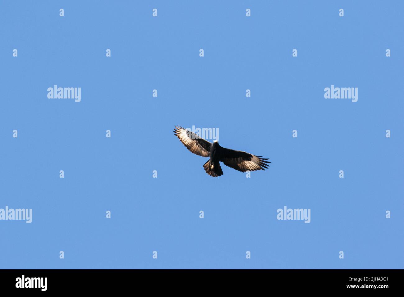 A black Eagle soaring high in the sky Stock Photo Alamy