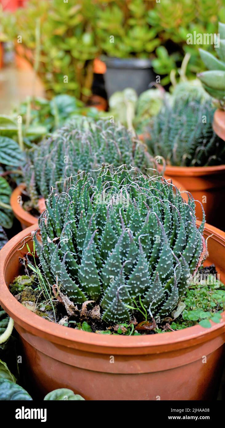 Beautiful Aloe aristata also known as Lace aloe, Torchplant, Guinea fowl aloe etc. Beautiful decorative indoor garden plant. Stock Photo