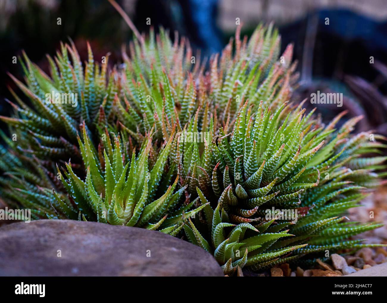 Fasciated haworthia hi-res stock photography and images - Alamy