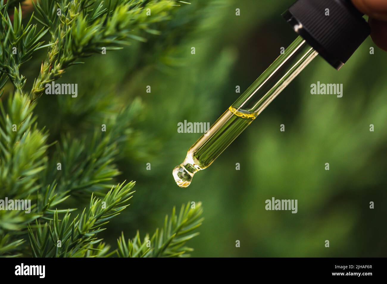 Pine essential oil dripping from pipette. Aromatherapy, spa, massage