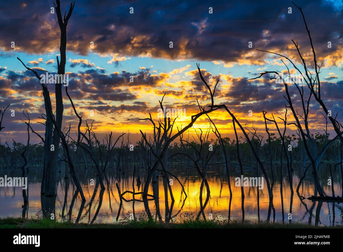 A scenic sunrise over a natural hot spring featuring wading, silhouetted old dead gum trees near Barcaldine in western Queensland in Australia. Stock Photo