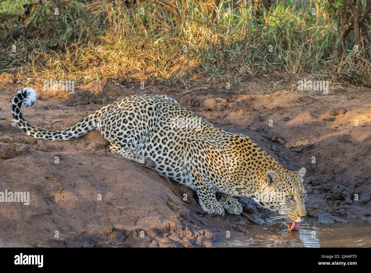 Leopard drinking from shallow water hole - Timbavati Stock Photo