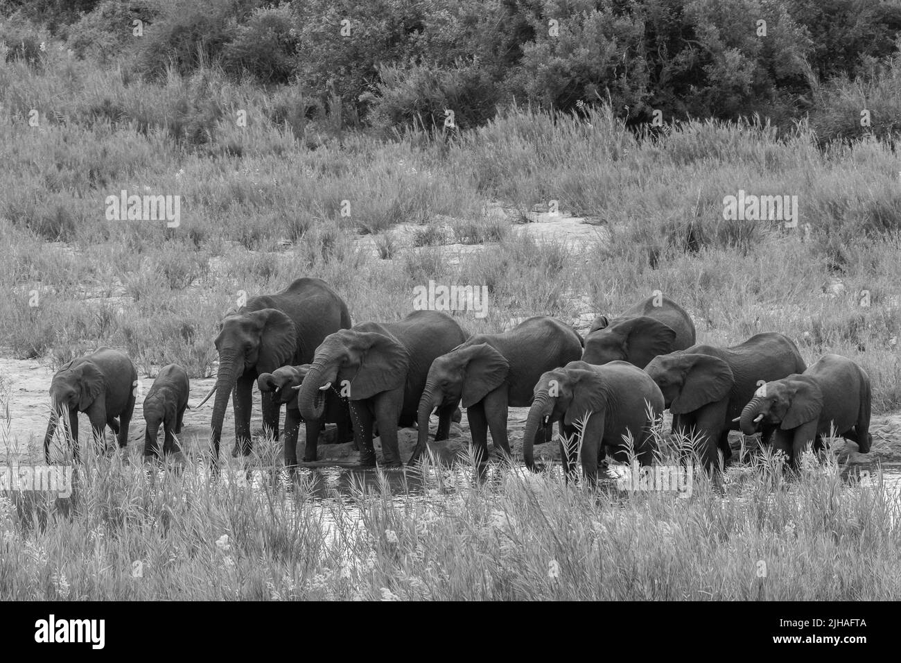 elephant herd drinking from the Olifants river Stock Photo