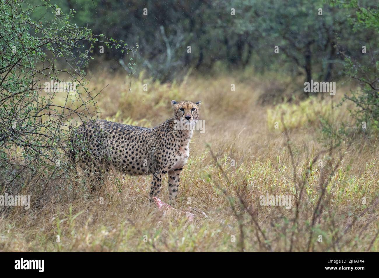 CHEETAH standong in tall grass - Kruger Park, South Africa Stock Photo