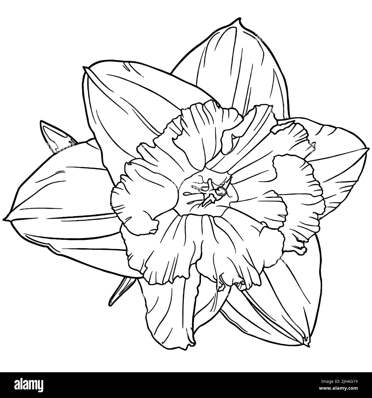 Daffodil illustration Black and White Stock Photos & Images Alamy