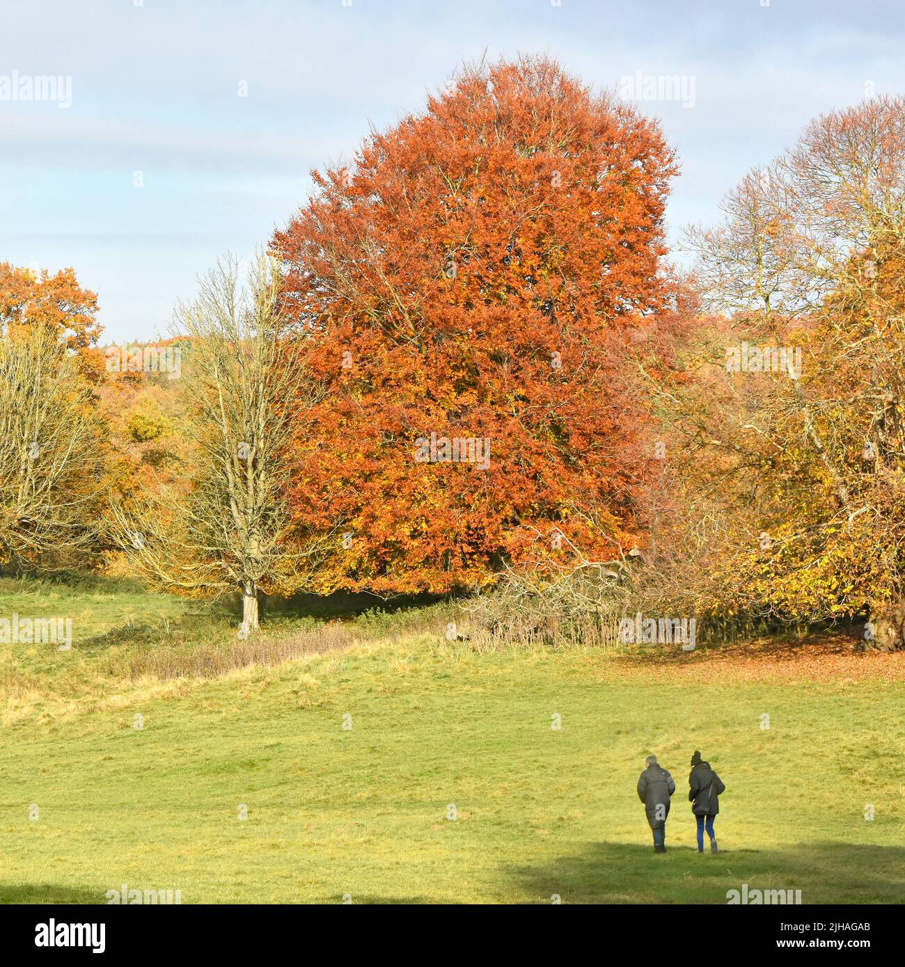 Weald Park walking couple on a November stroll across grassland in area of Autumn tree colours in large public country park Brentwood Essex England UK Stock Photo