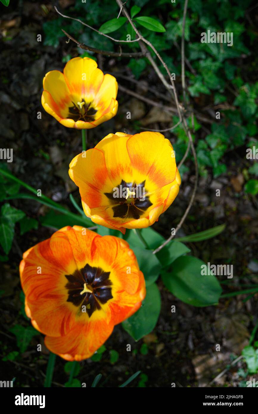 Blooming tulips in April in a private Italian garden. Scientific name