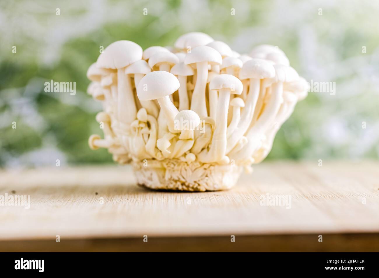 Bunch of fresh raw white Japanese Bunapi Mushrooms in the kitchen Stock