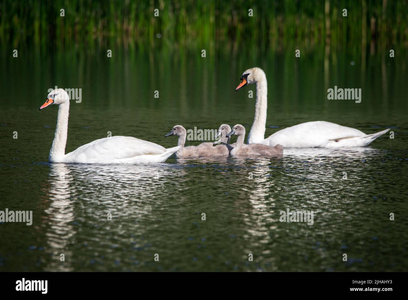 Mute swan family (Cygnus olor) swimming in the water Stock Photo Alamy