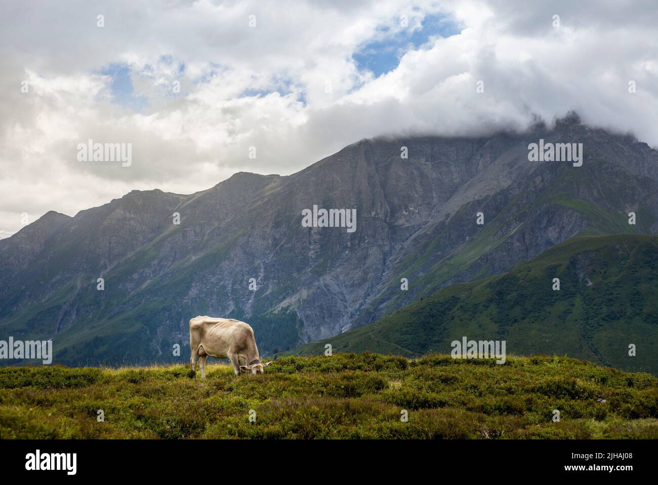 Happy cow free grazing on the Swiss Alps in summer Stock Photo - Alamy