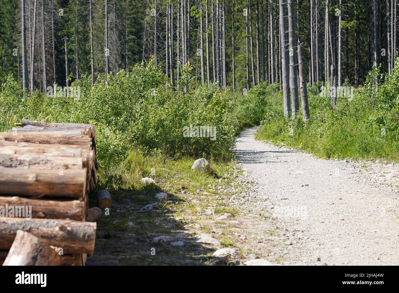 Wood forrest trees bushes hi-res stock photography and images - Alamy