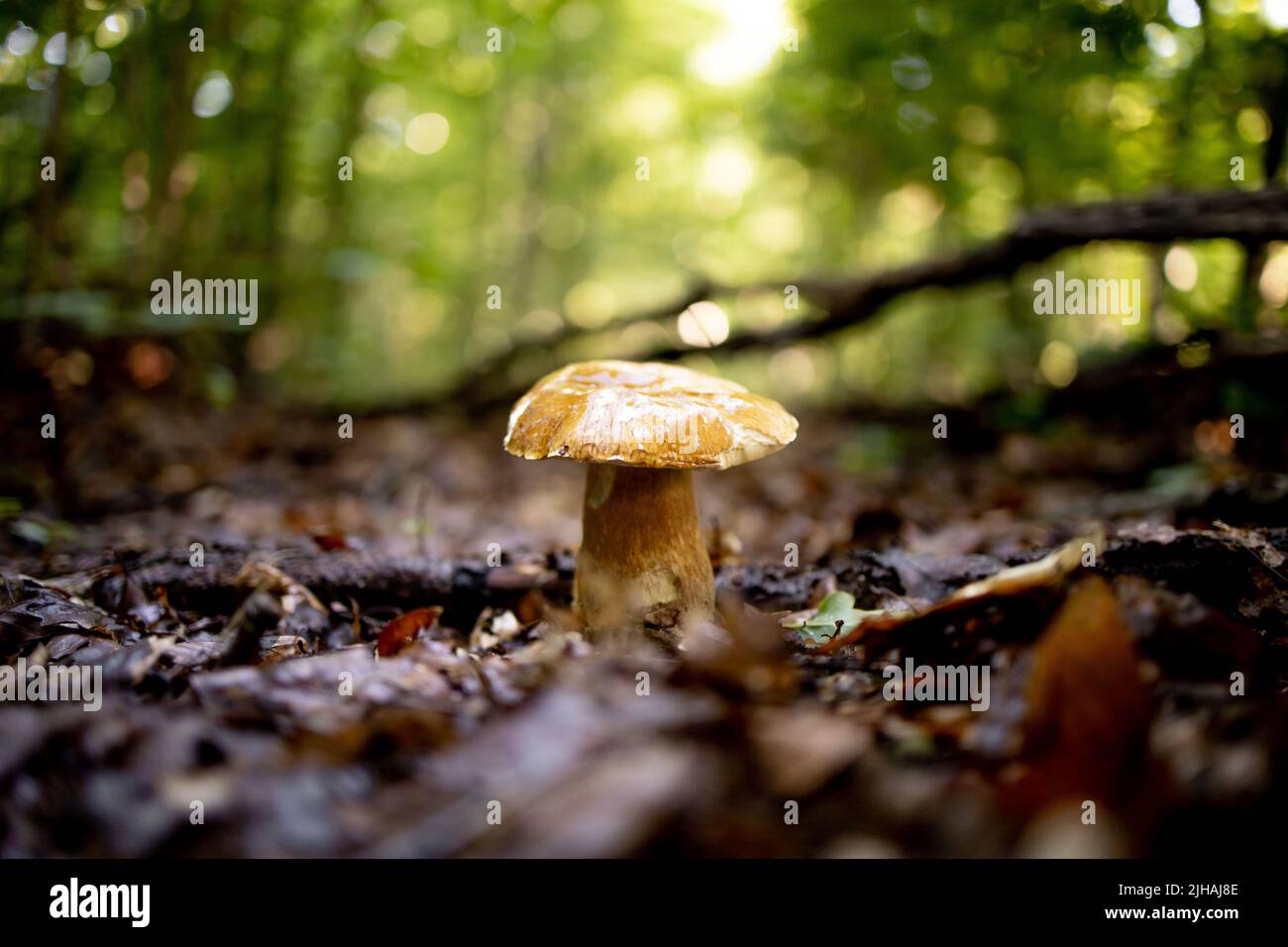 White mushrooms in the woods, on a background of leaves, bright