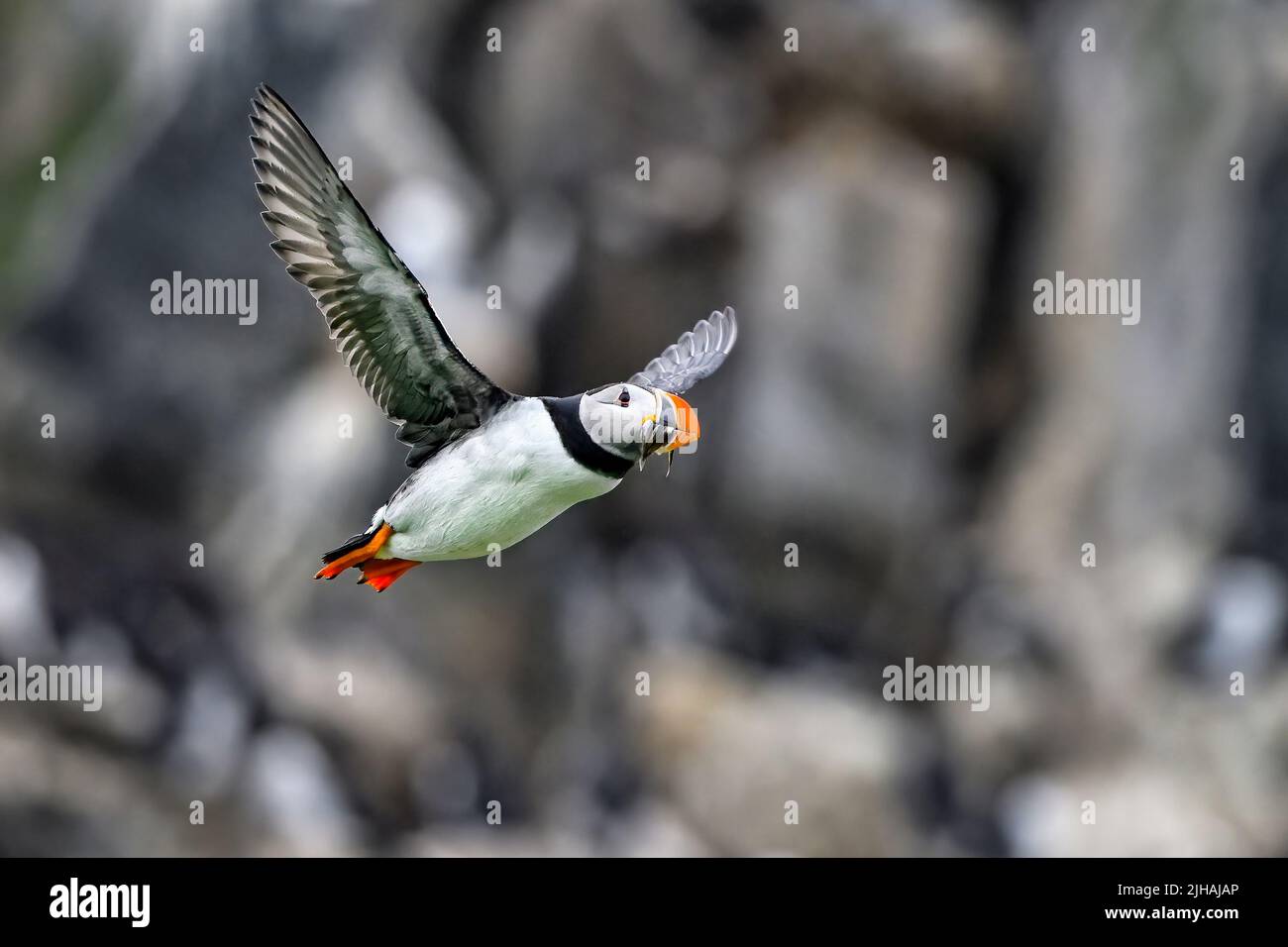 Puffin is returning home with lunch Stock Photo