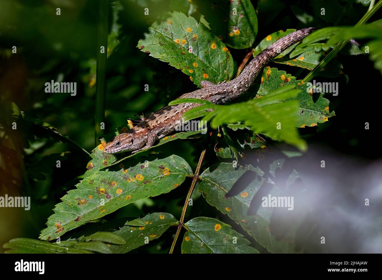 Viviparous lizard in the forest Stock Photo
