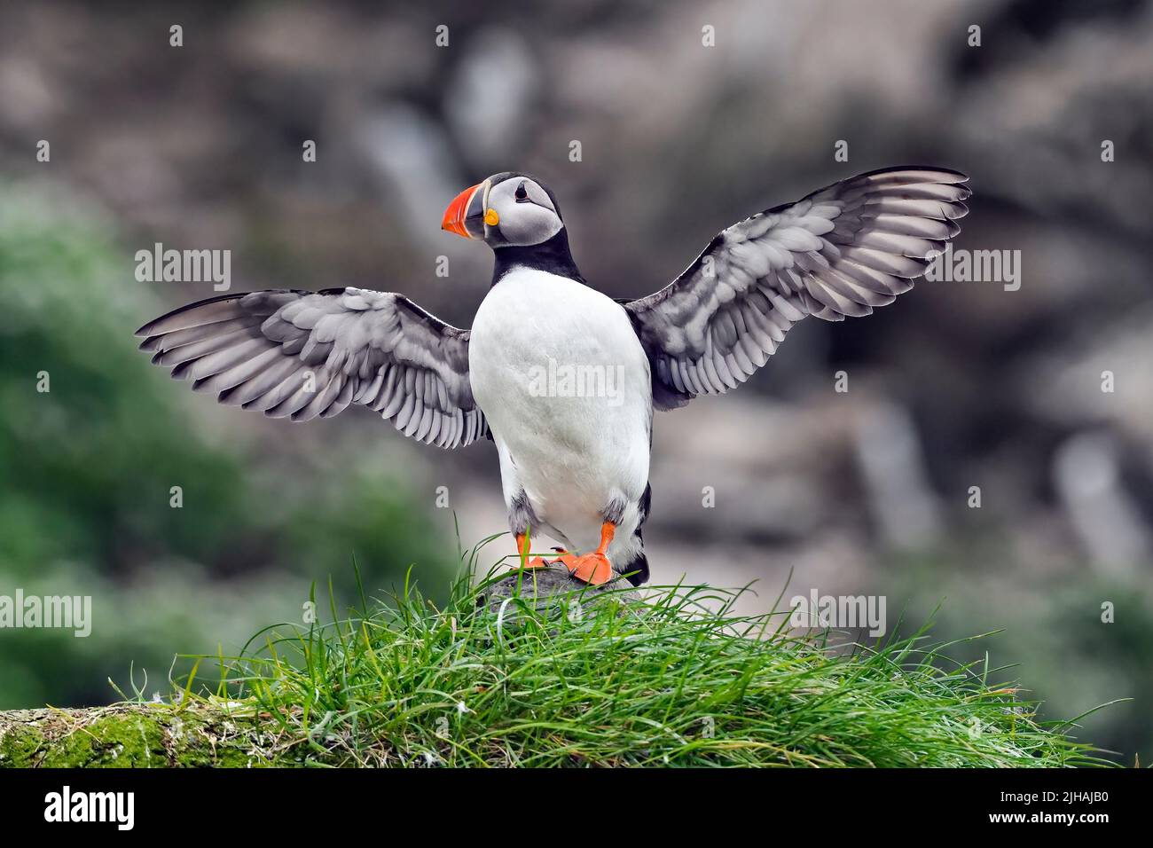 Puffin is doing pre-flight checks Stock Photo