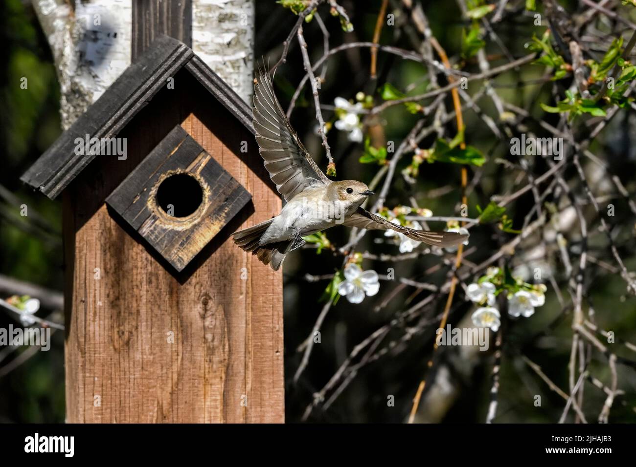 European pied flycatcher leaving nesting box Stock Photo