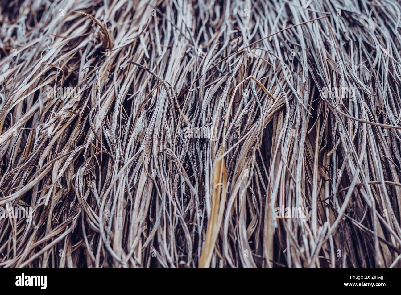 Long dry thin grass, agriculture harvest, pile of hay straw. Texture