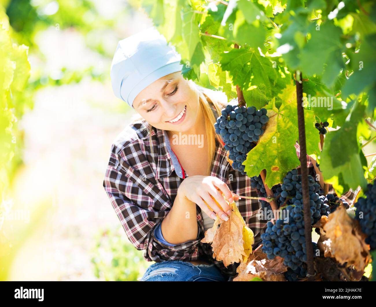 Woman harvesting grape in farm Stock Photo