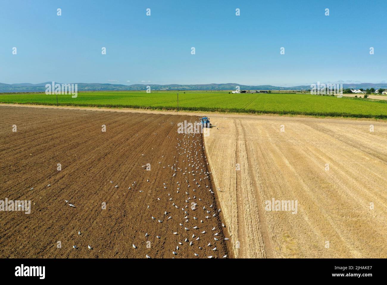 An aerial view of a tractor working on a cultivated field with birds