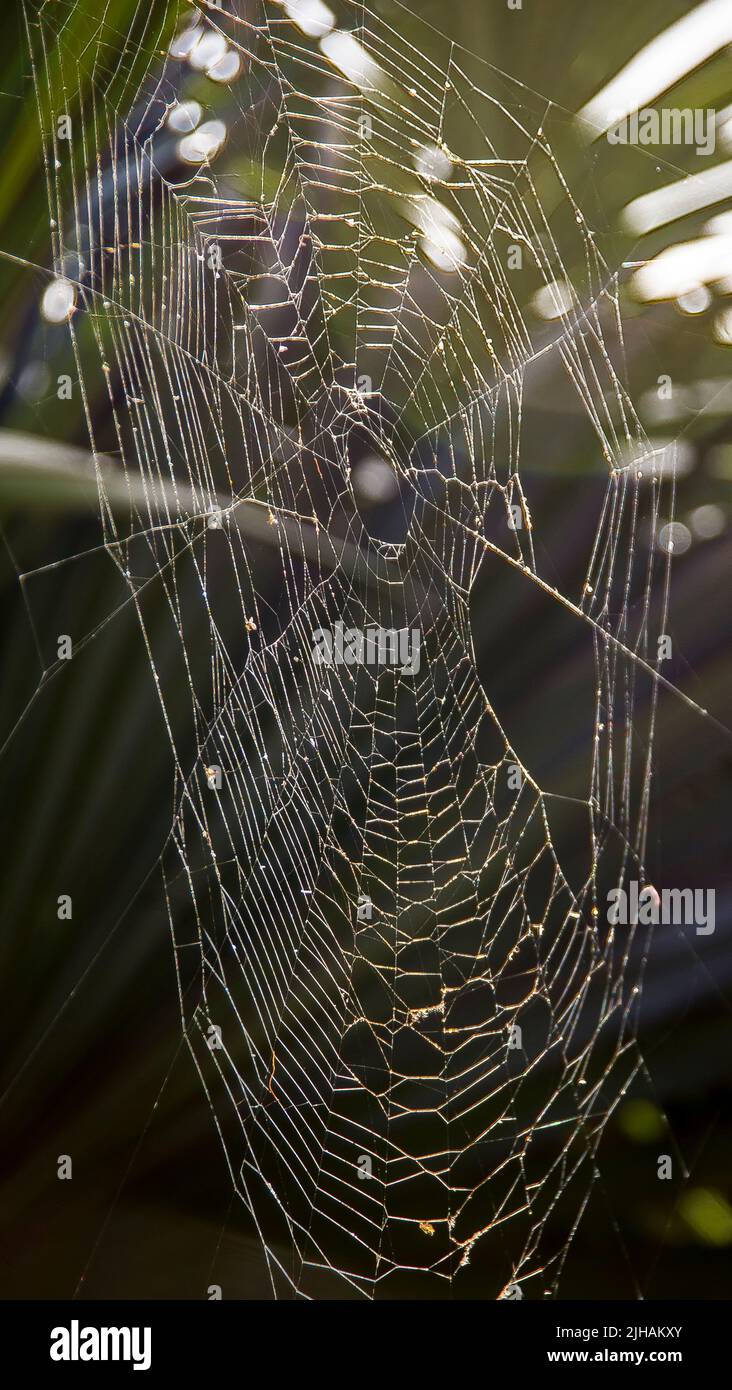 Large spider's web in Australian garden amongst shrubs. Oval, part regular pattern and parts untidy. Late summer in Queensland. Stock Photo